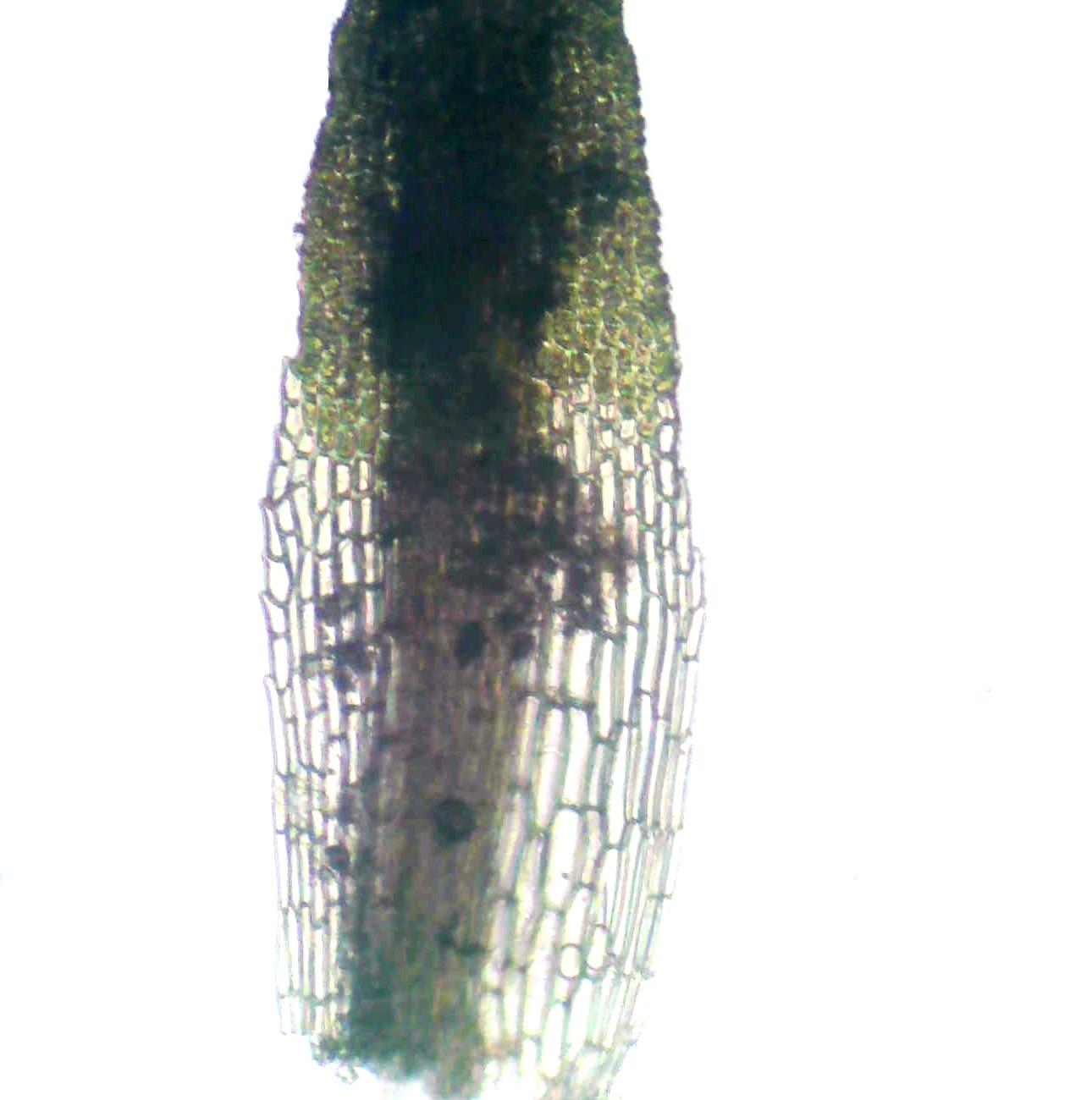Eucladium  verticillatum